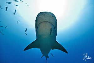 A distant shot as Emma arrives from the blue. She's one b... by Steven Anderson 
